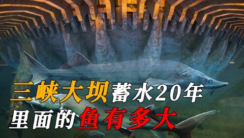 三峡大坝蓄水20年！堪称鱼儿的天堂，如今水库里最大的鱼有多大呢 #三峡水坝  #中华鲟   #保护动物 