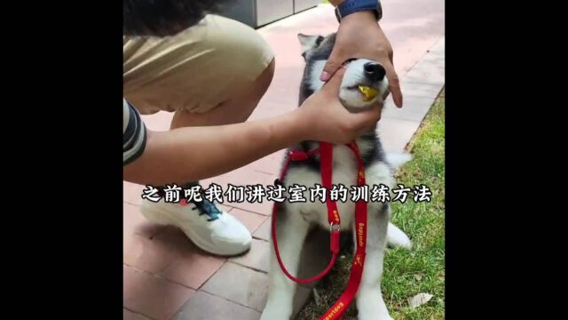 哈士奇乱吃东西怎么办视频 哈士奇乱吃东西怎么惩罚