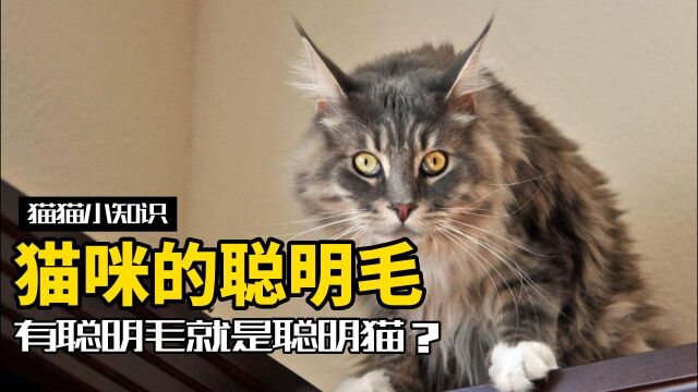 什么是聪明毛?猫有聪明毛就是聪明猫?