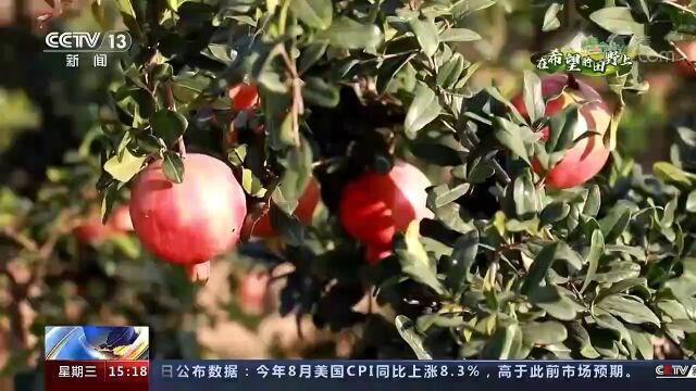 央视《新闻直播间》聚焦巩义:秋风拂山岗 石榴满枝头