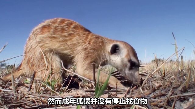 非洲狐獴频被烈鸟欺辱,无奈开始侵略邻居,意外发现神秘洞穴