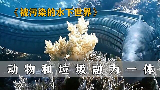 生物集体变异,竟和垃圾融为一体