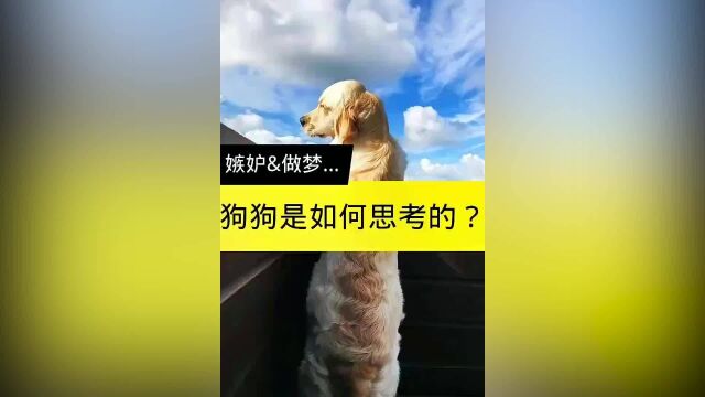 狗狗会思考问题吗,狗狗会做梦吗