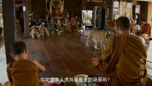 泰国的老虎竟比狗还怂？印度游客都看服了，真实原因令人不寒而栗！