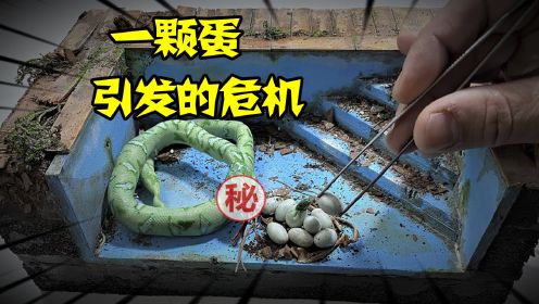 模型：蛇蛋不要随便捡~因为母蛇会用尽一切办法来找你！