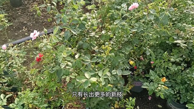 给月季促进分枝生成,有的花友进入一个误区,光修剪是不够的