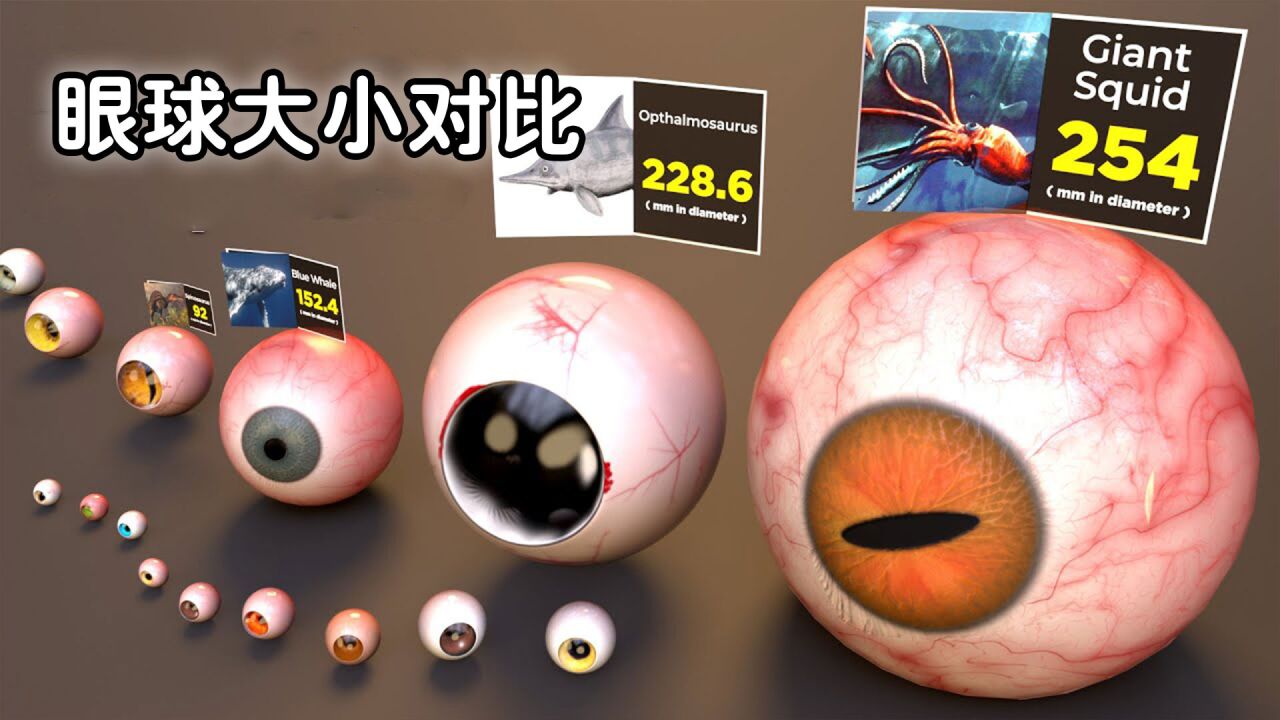 有趣的知识，眼球大小对比，你知道谁的眼睛最大吗？_高清1080P在线观看平台_腾讯视频