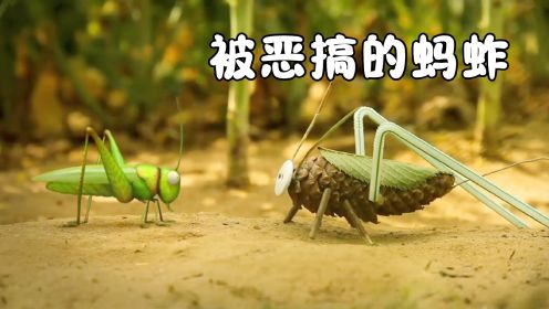 蚂蚱玩弄昆虫们，趁其不备一脚踢飞，却被瓢虫上了一课！