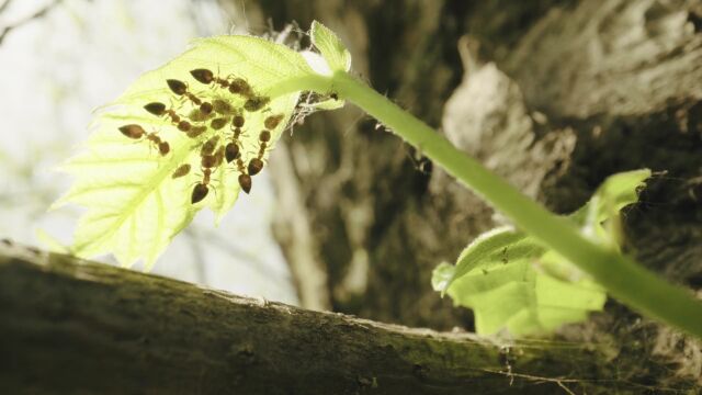 敬请收看|沉浸体验式美食纪录片《山野夜食》今日12时上线!