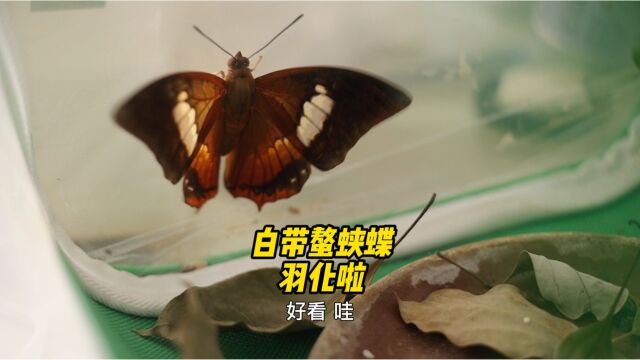 #好样说虫子 白带螯蛱蝶羽化啦!