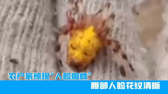 黑龙江农户家惊现“人脸蜘蛛”,腹部人脸花纹清晰,网友:好恐怖