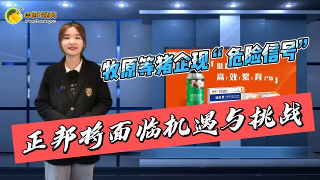 牧原等猪企现“危险信号”!正邦将面临机遇与挑战!