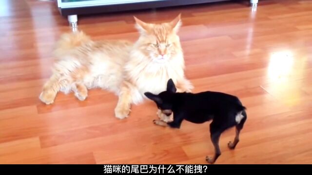 大家熟悉的猫咪尾巴为什么不能拽?