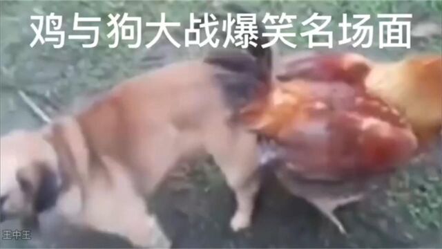 盘点全网鸡狗大战搞笑名场面,公鸡中的战斗鸡真是勇敢,惊喜不断