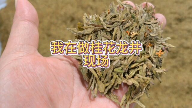 为什么做桂花红茶桂花龙井规模不能很大?因为桂花只有早上露水时