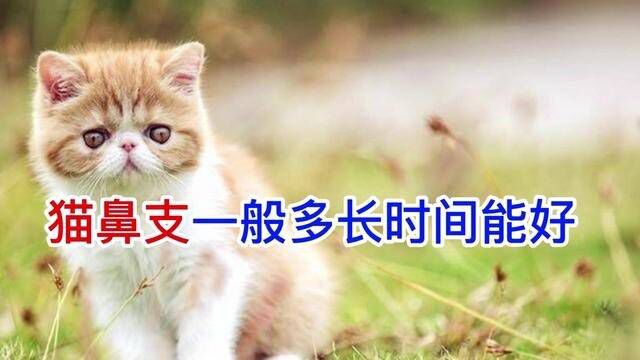 猫鼻支一般多长时间能好 #猫咪 #喵星人 #萌宠 #治愈猫咪