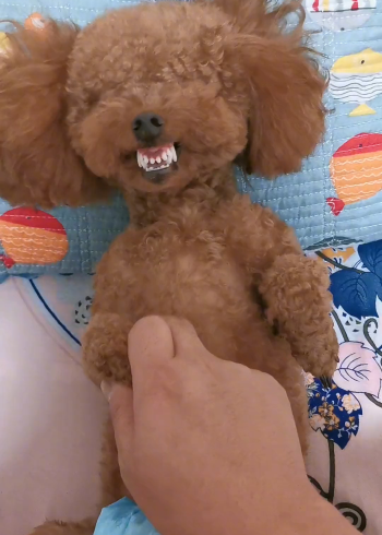 做狗当是如此,开心每一天