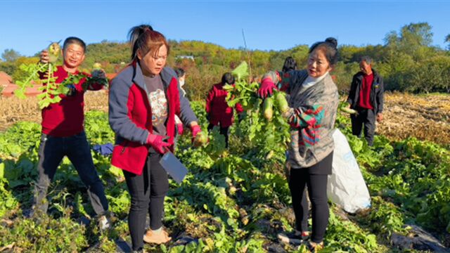 农村菜地绿萝卜白菜大丰收,萝卜缨有啥好吃法?热闹气氛令人向往