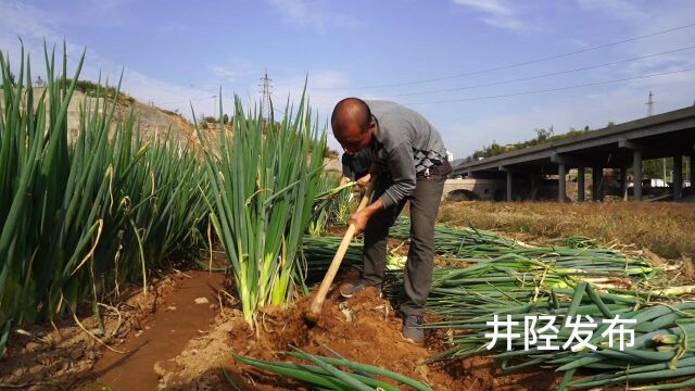 石家庄井陉:小作镇南石门村大葱