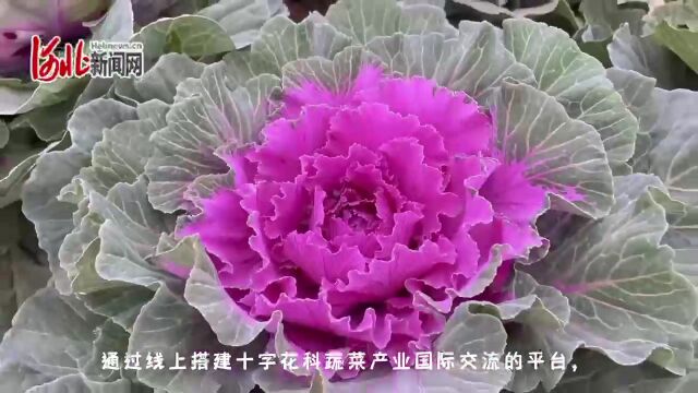 十字花科家族大聚会!第四届邢台国际十字花科蔬菜产业大会11月初举办