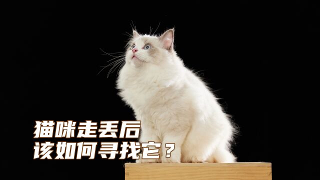 猫咪走丢了,该如何寻找它?