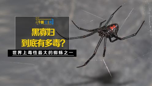 蜘蛛“黑寡妇”到底有多毒？毒性是蛇毒的二十倍，一定远离