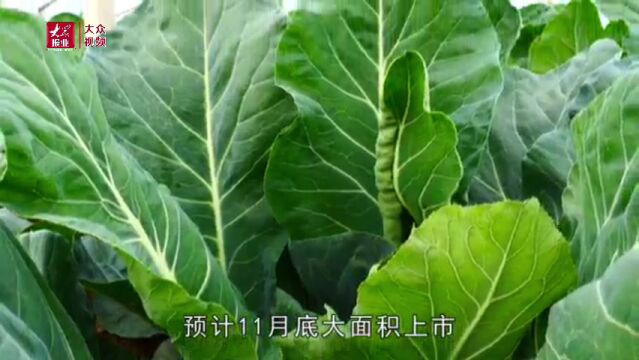 |35个大棚连成片,这里致力于打造优质瓜菜种植基地