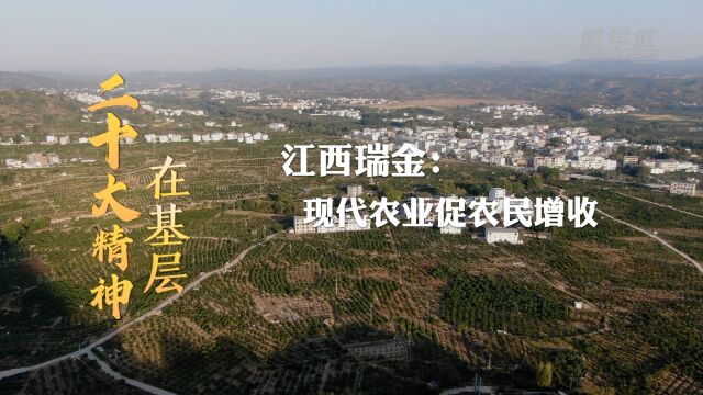 二十大精神在基层|江西瑞金:现代农业促农民增收