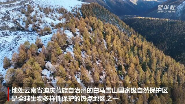 云南白马雪山美如画