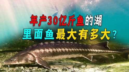 年产鱼30亿斤的贝加尔湖，水深平均730米，它的鱼究竟有多大？今天我们来认识下，为啥贝加尔湖里的淡水鱼王，能与海豹鲨鱼实现共生？