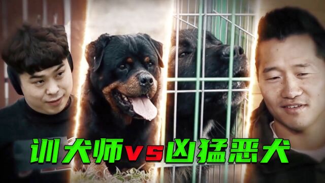 装逼男同时养了6条猛犬,却放任狗狗自相残杀,导致狗妈妈被咬掉半条腿,训犬师气得想揍他!