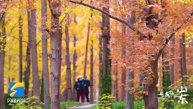 诗画山东|像闯入“童话森林” 济南泉城公园银杏水杉林浪漫又诗意