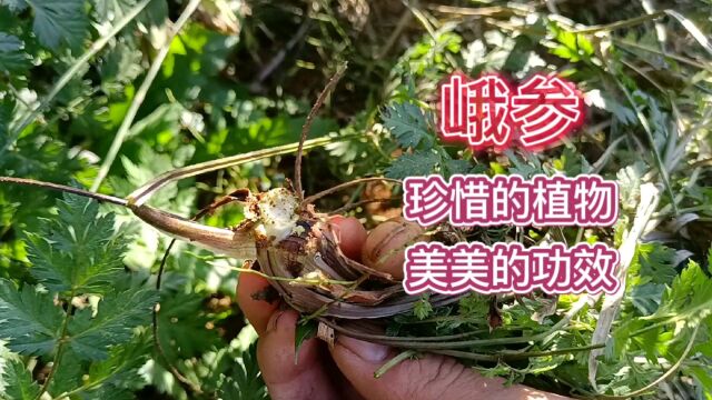 这样的植物效果更好,你知道吗?它叫峨参