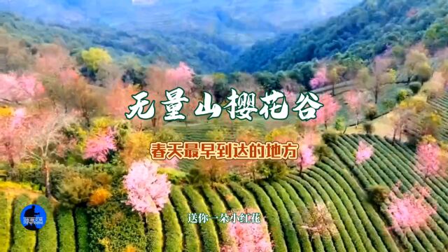 12月,大理南涧无量山樱花谷,“春天最早到达的地方”