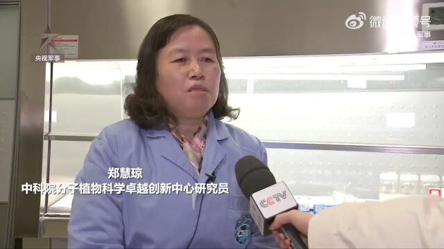 国际首次!中国空间站种出的水稻种子长这样→