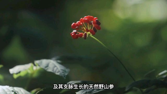 7分钟带你了解植物干细胞!