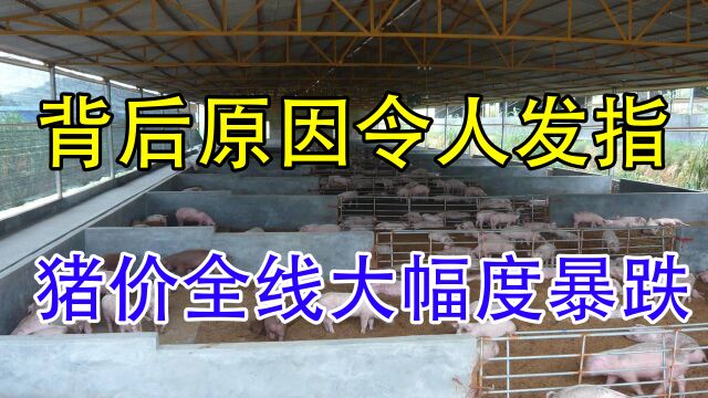 猪价再次“断崖式”下跌,背后3大原因令人发指,欲哭无泪