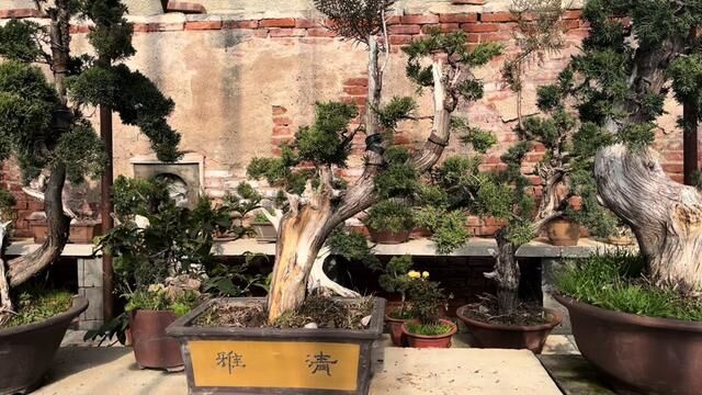 外面寒冷,棚里的温度还不错,真柏盆景很漂亮,小绿植也很好看 #盆景 #真柏 #松柏盆景 #济州真柏 #真柏盆景