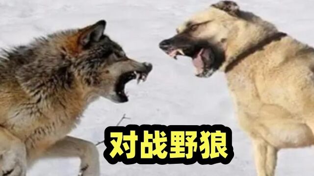 野狼屠夫坎高犬对战草原狼,越战越勇,谁能胜利