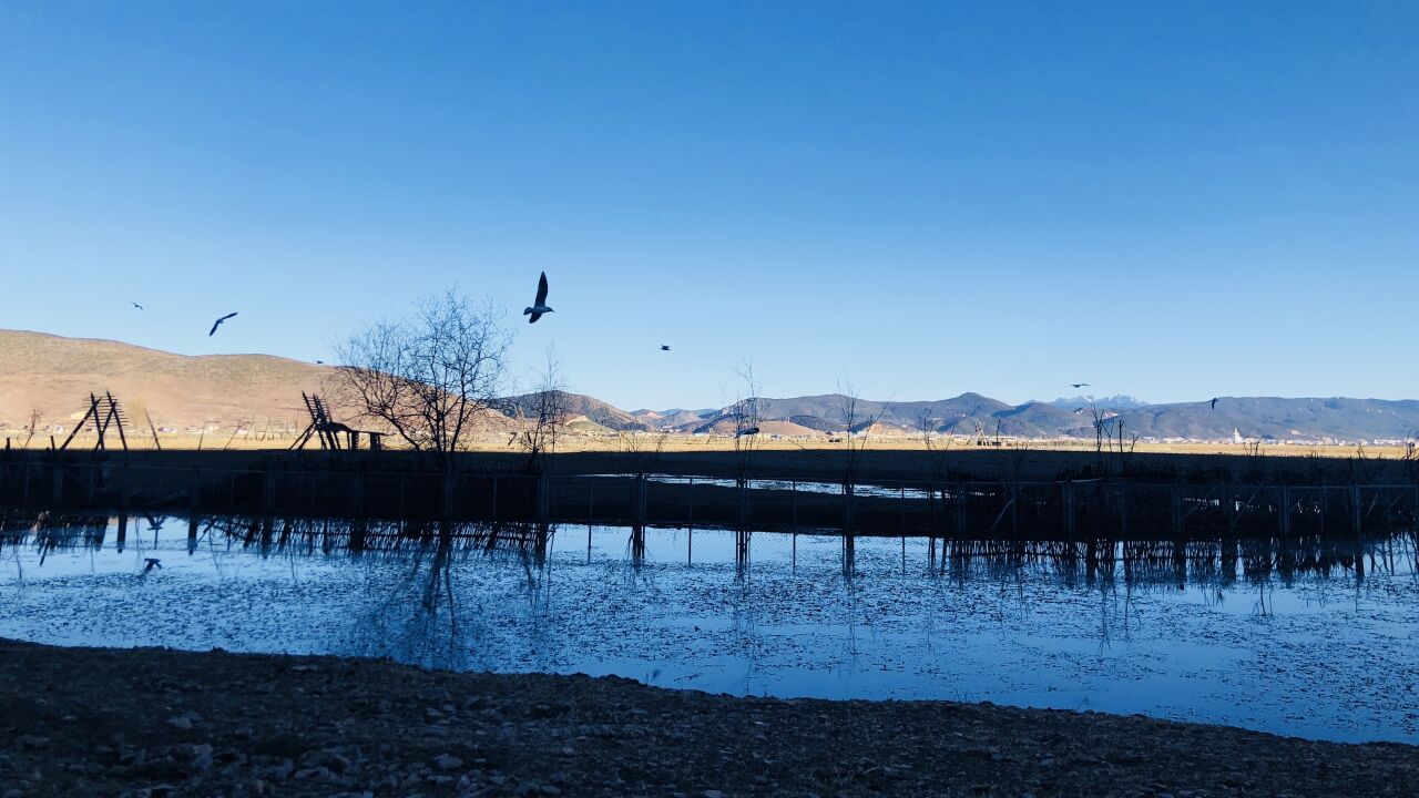 云南香格里拉市的纳帕海是最适合冬天旅游的地方之一,景美还免费