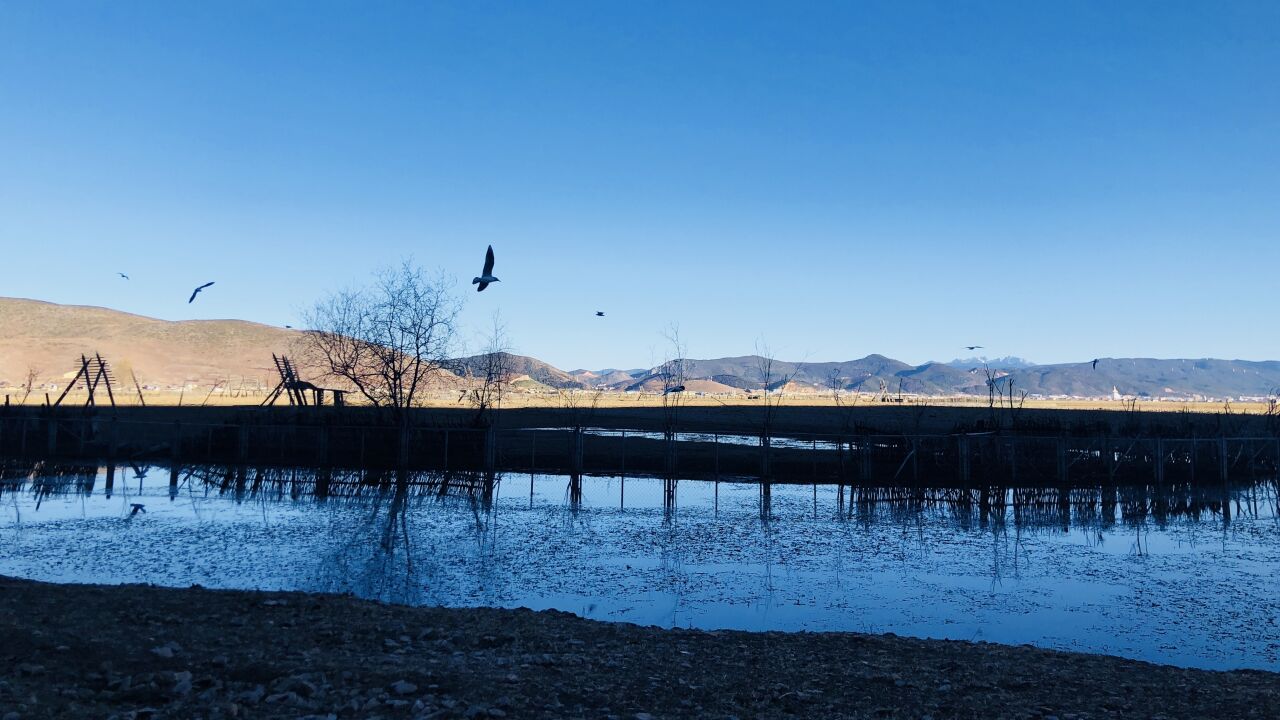 云南香格里拉市的纳帕海是最适合冬天旅游的地方之一,景美还免费