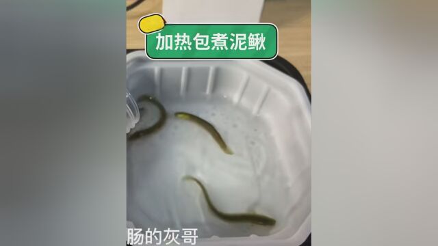 把泥鳅放入自热米饭加热包,泥鳅还活着,是真的吗#科学小实验