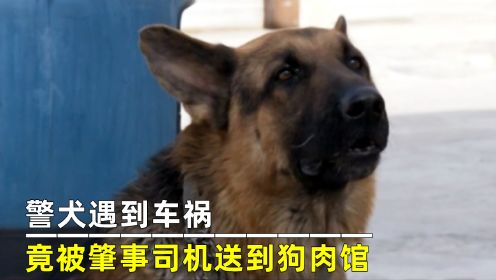 警犬遇到车祸，竟被肇事司机送到狗肉馆，武警部队彻底怒了！电影