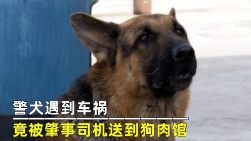 警犬遇到车祸，竟被肇事司机送到狗肉馆，武警部队彻底怒了！电影