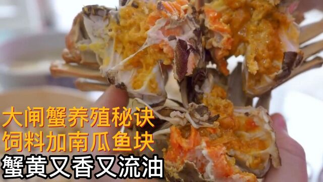 大闸蟹养殖秘诀,饲料加南瓜鱼块,蟹黄又香又流油