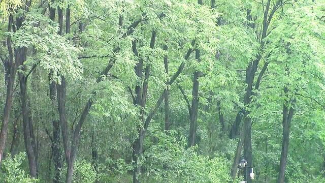 纯音乐《雨林》赵海洋