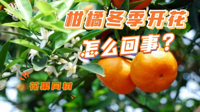 柑橘冬季开花,花果同树,怎么回事?