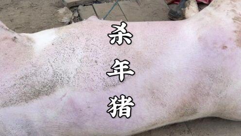 农村杀年猪太厉害了，400斤大肥猪一小时就搞定，这场面第一次见