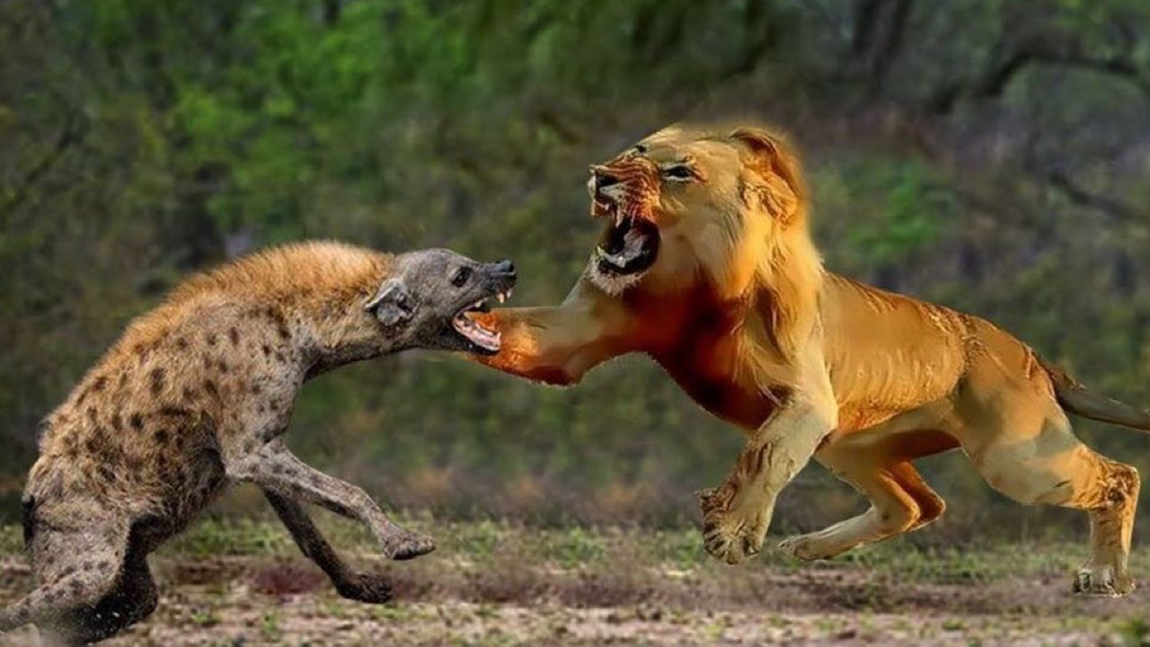 残暴狮vs巨鬣狗图片