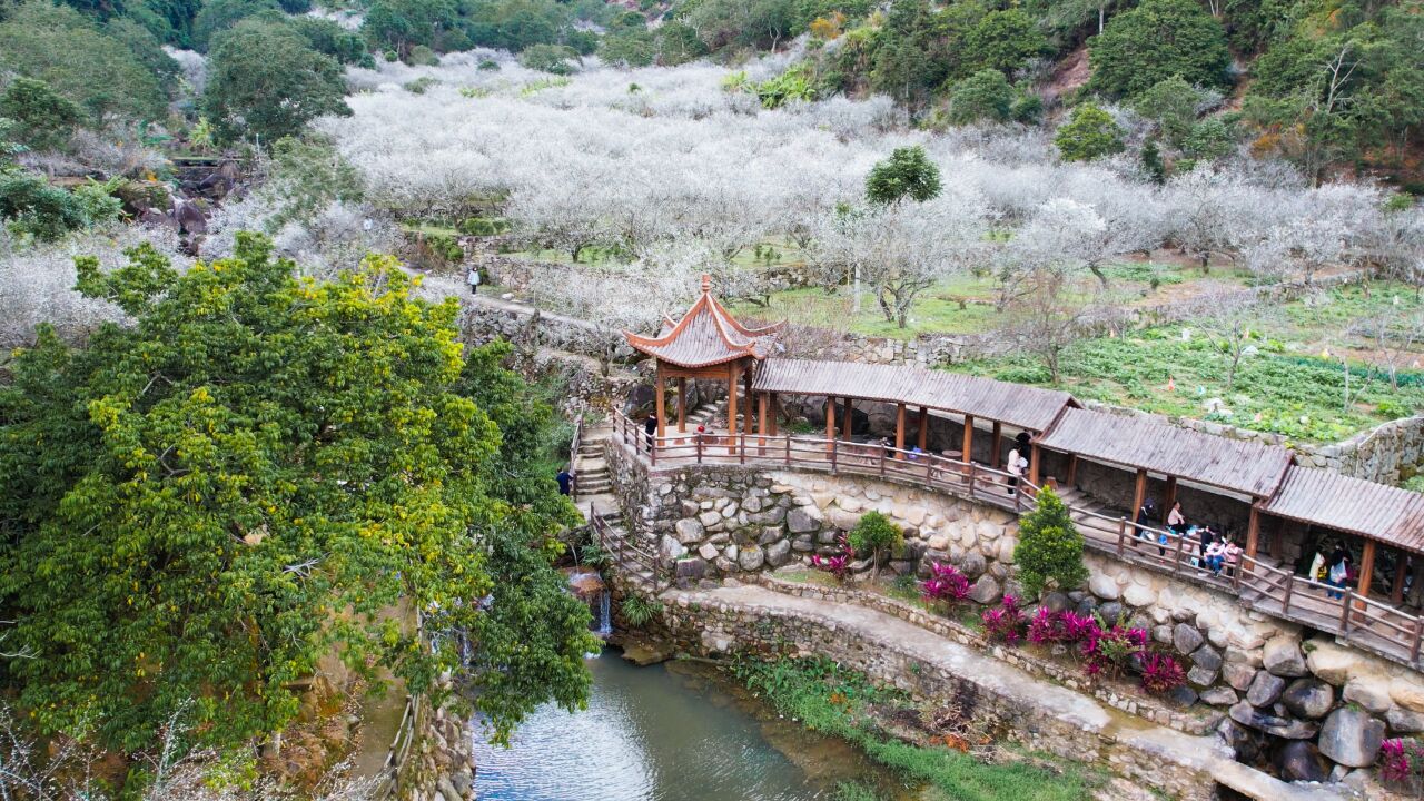 揭西梅花图片